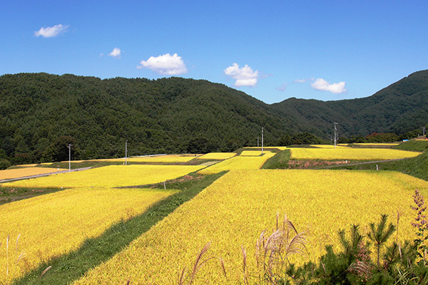 やまむろ田んぼ