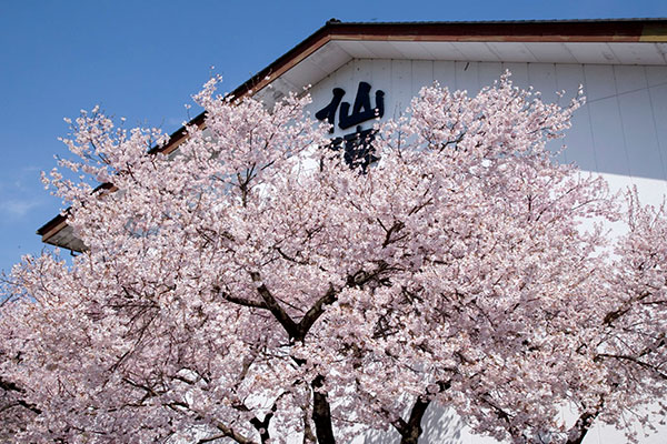 仙醸と桜